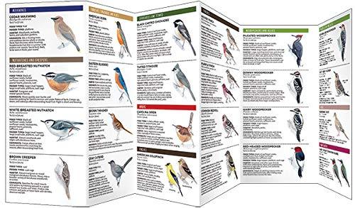 Feeder Birds of the Midwest guide