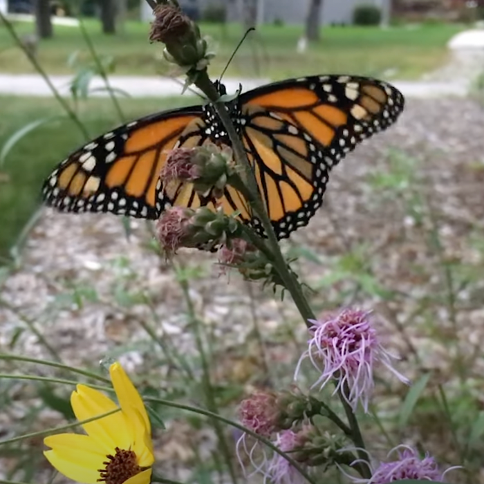 3 Milkweeds for Monarchs Video