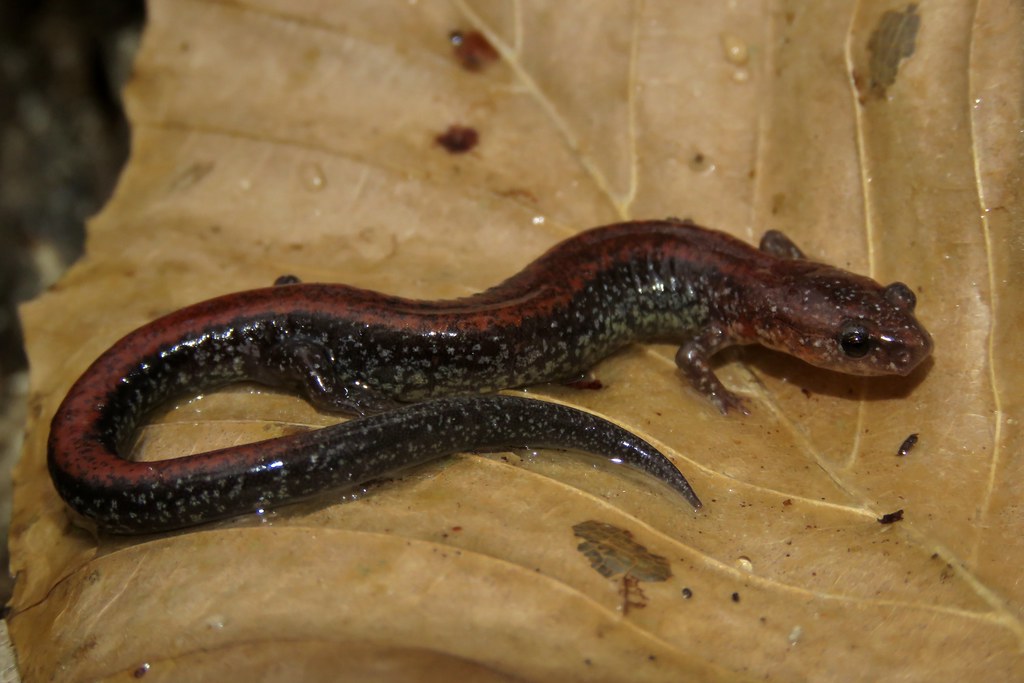 Eastern Red-Backed Salamander blog picture