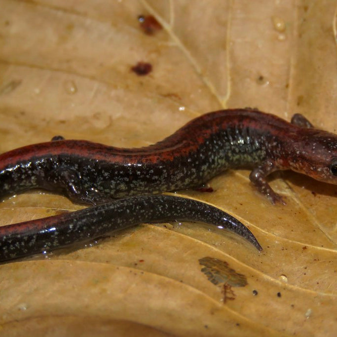 Eastern Red-Backed Salamander blog picture