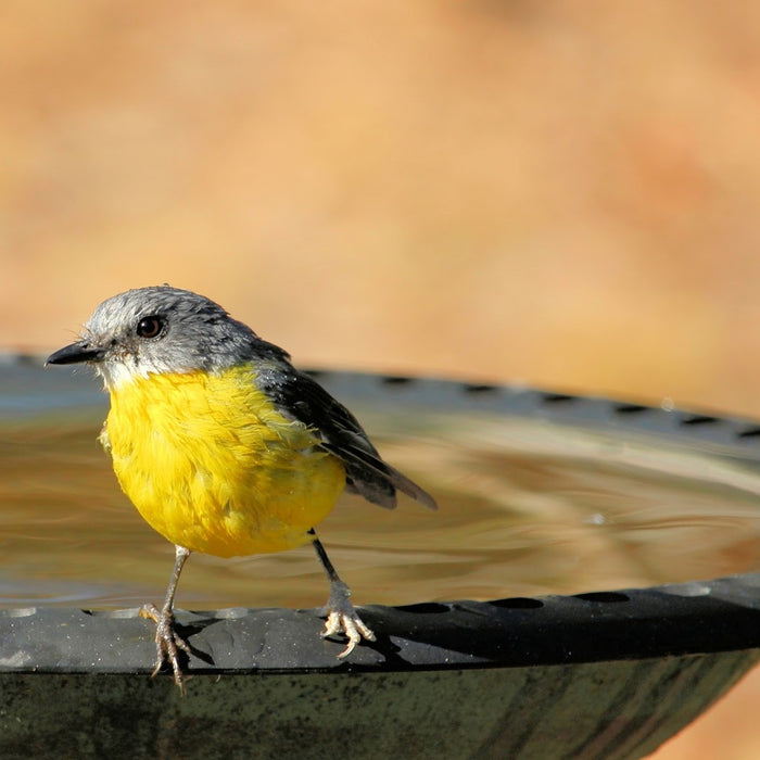 7 Ways a Birdbath Bowl Will Encourage Wildlife in Your Garden