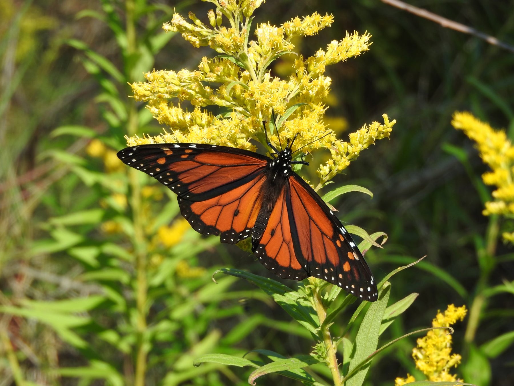 August 2024 Native Plant Sale - Growing Season Finale!