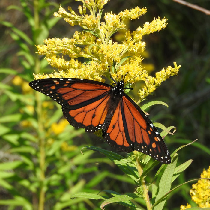 August 2024 Native Plant Sale - Growing Season Finale!