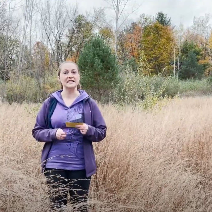 Little Bluestem video