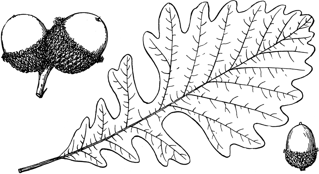 bur oak leaf and acorn