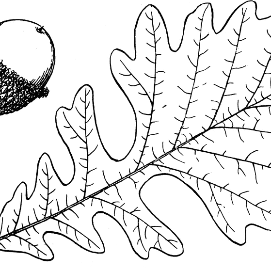 bur oak leaf and acorn