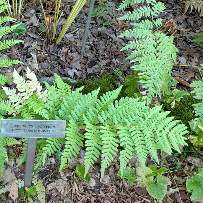 Acadia National Park: The Wild Gardens of Acadia Video