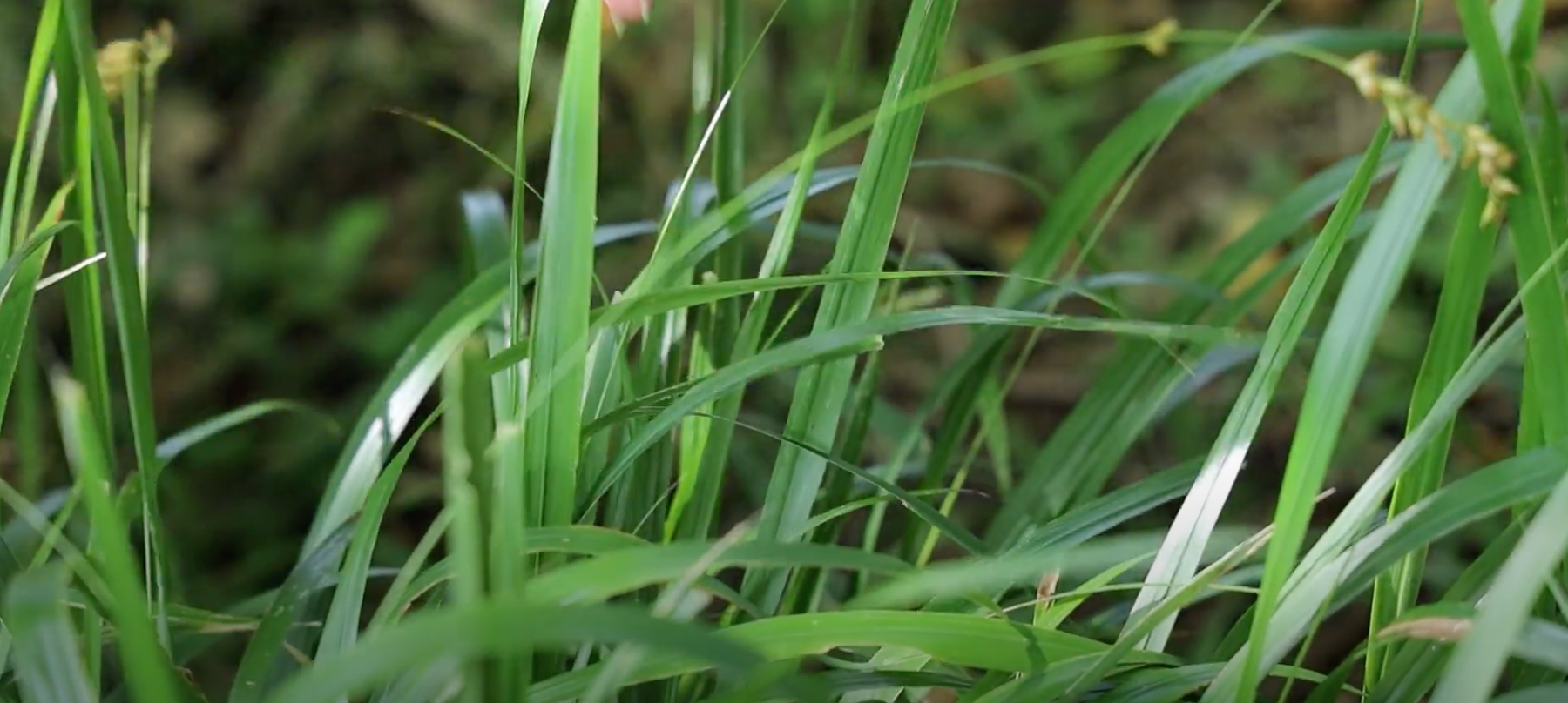 Beak Grass Video