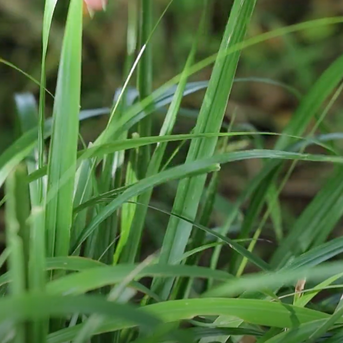 Beak Grass Video