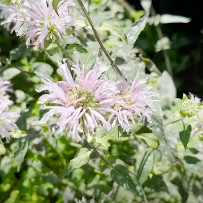 Bee Balm/Wild Bergamot Video
