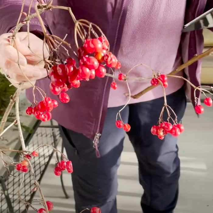 Bird Friendly Holiday Decor Video