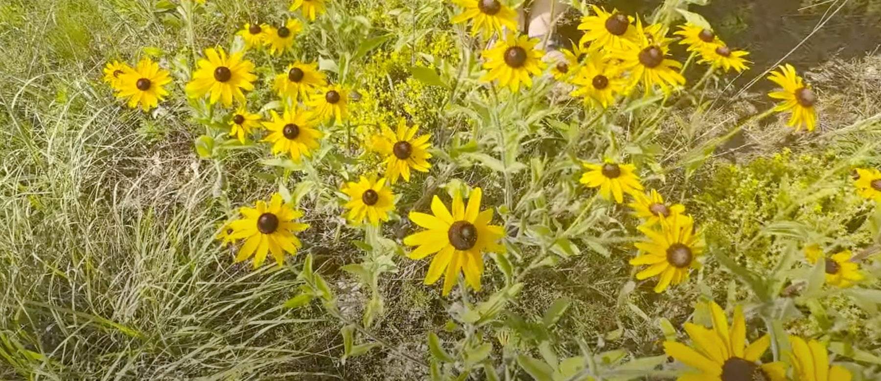 Mondays with Martha #249 - Black-Eyed Susan Video