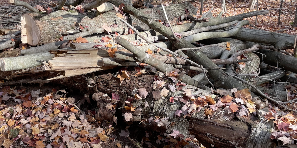 Mondays with Martha 127 Brush Piles for Wildlife — Nature Niche