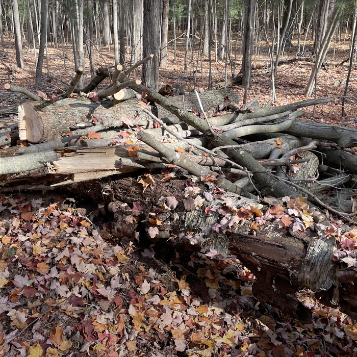 Brush Piles for Wildlife Video