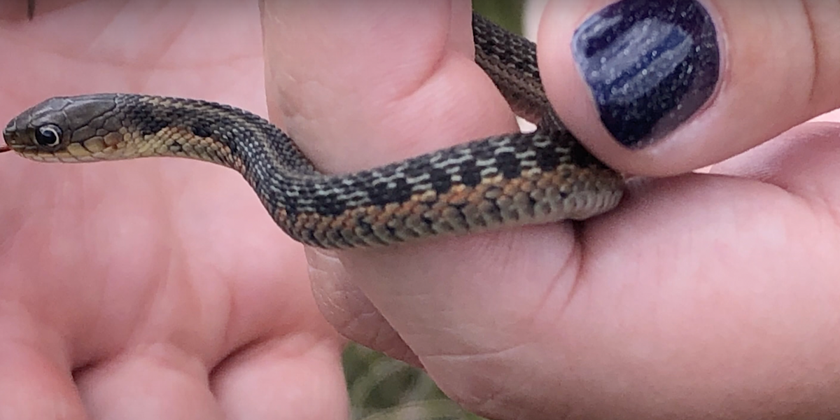 Mondays with Martha #173 - Butler's vs. Eastern Garter Snakes — Nature ...