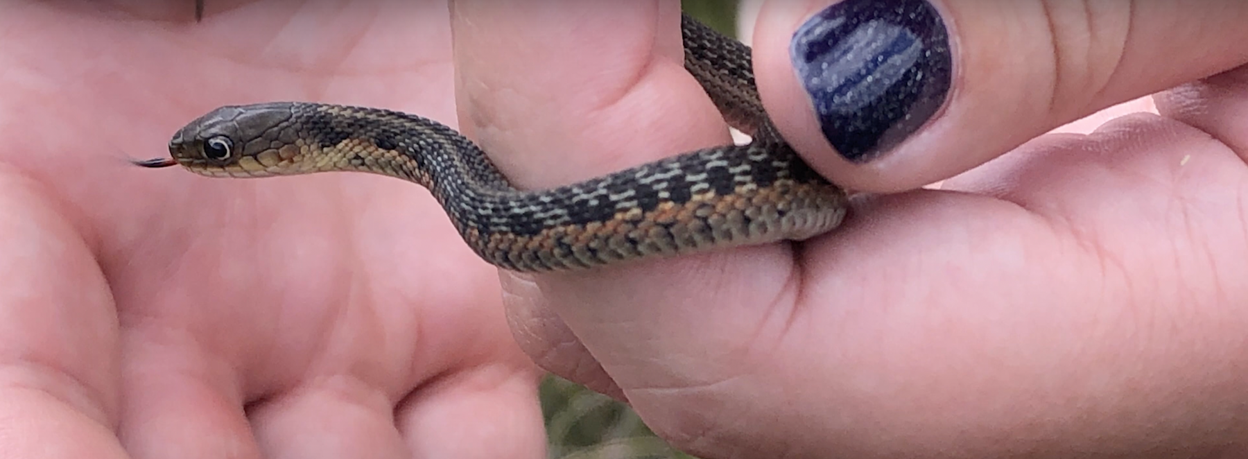 Butler's vs. Eastern Garter Snakes Video