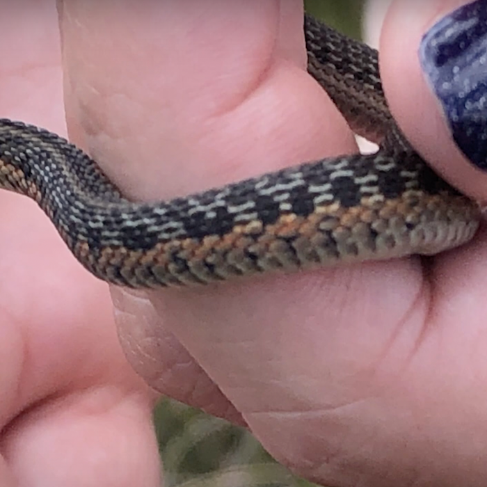 Butler's vs. Eastern Garter Snakes Video