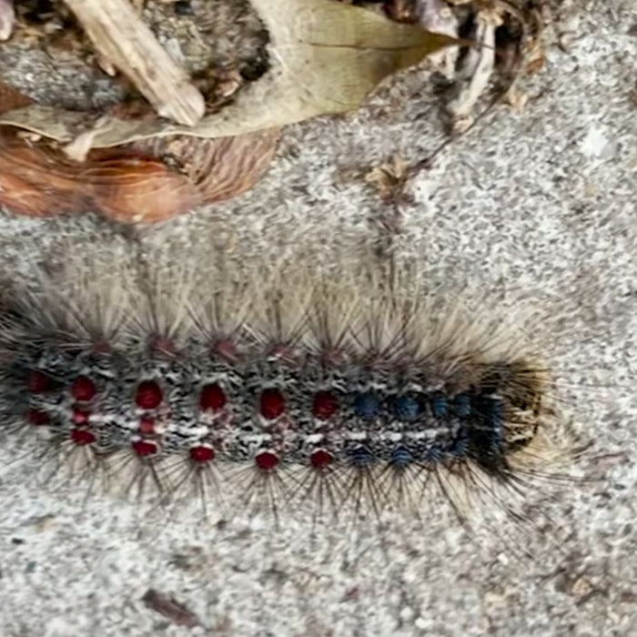 Gypsy Moth