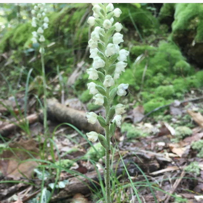 Downy Rattlesnake Plantain