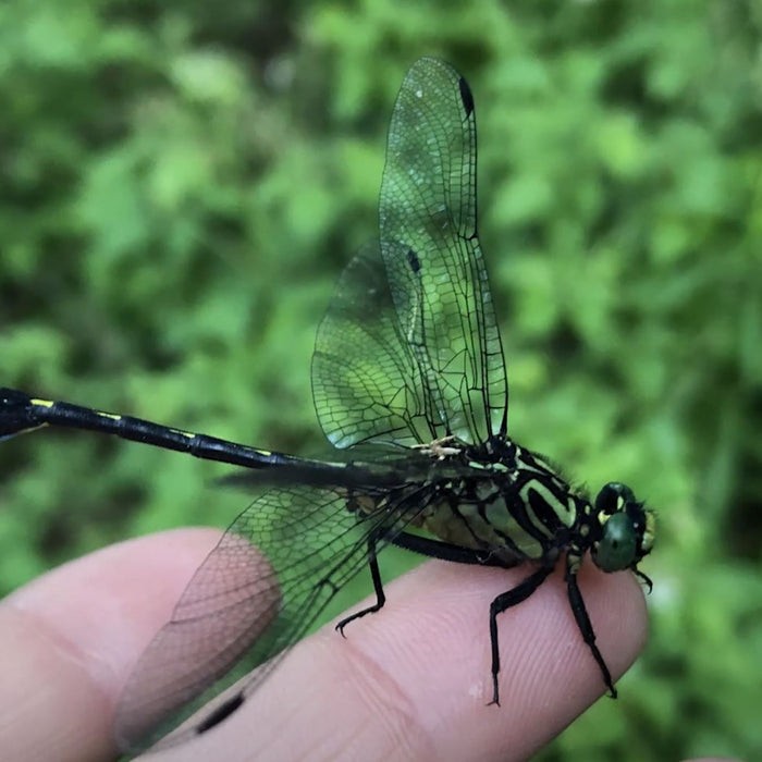 Cobra Clubtail Dragonfly