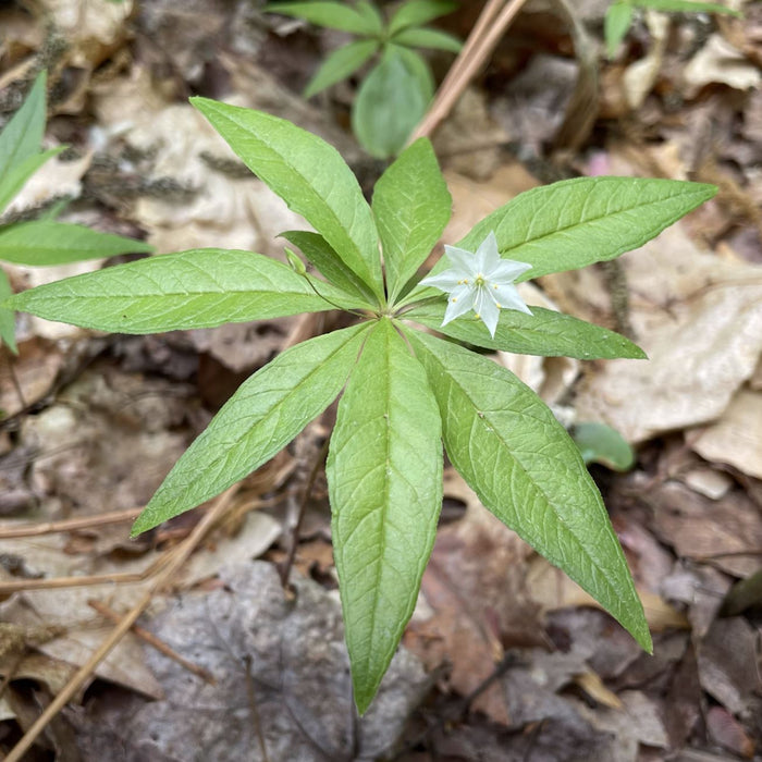 Starflower