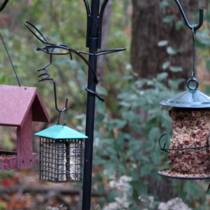 Attracting Fall Birds
