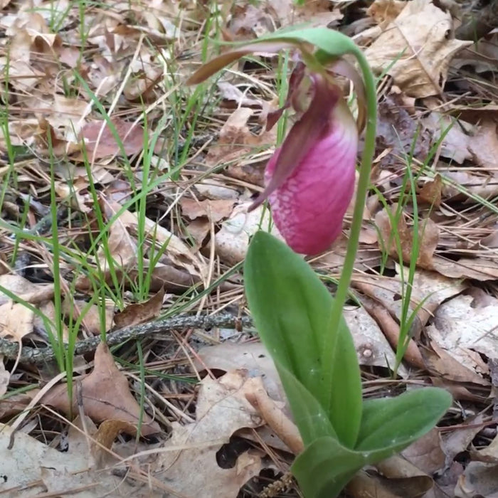 Pink Lady's Slipper