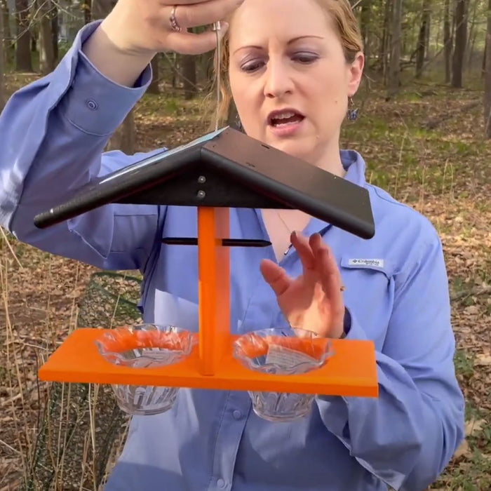 How to Attract Orioles