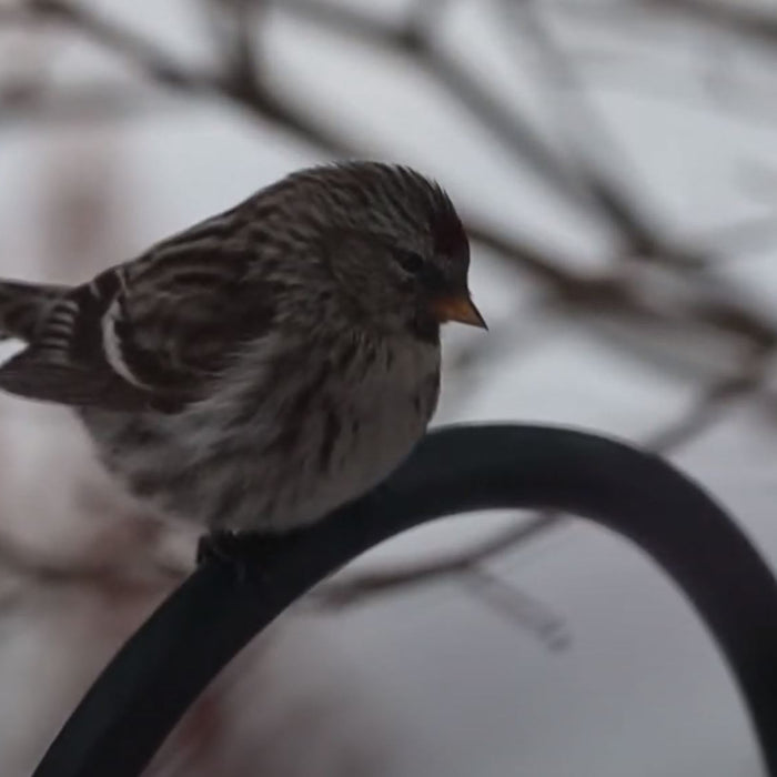 Common Redpolls