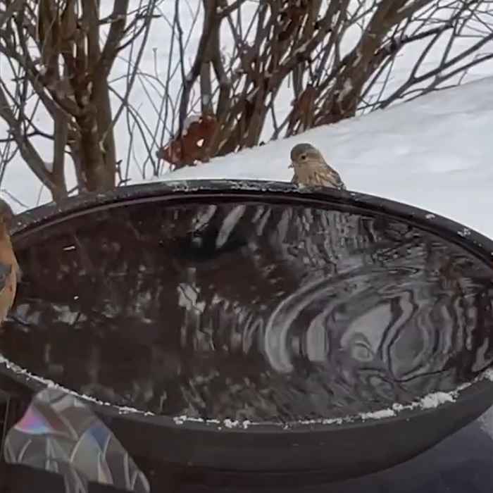 Water for Wildlife in Winter