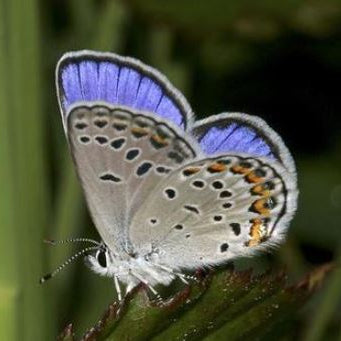 Karner Blue Butterflies