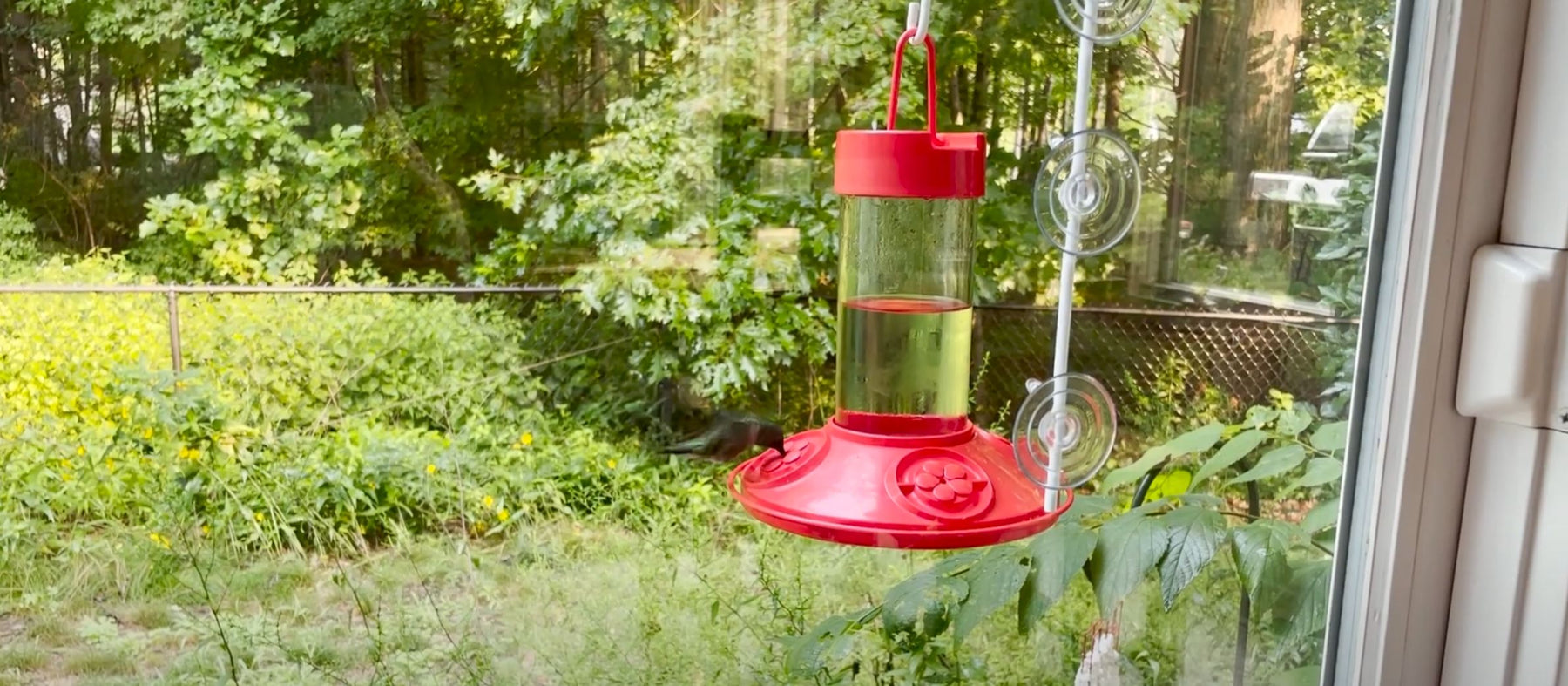 When to Remove Hummingbird & Oriole Feeders 