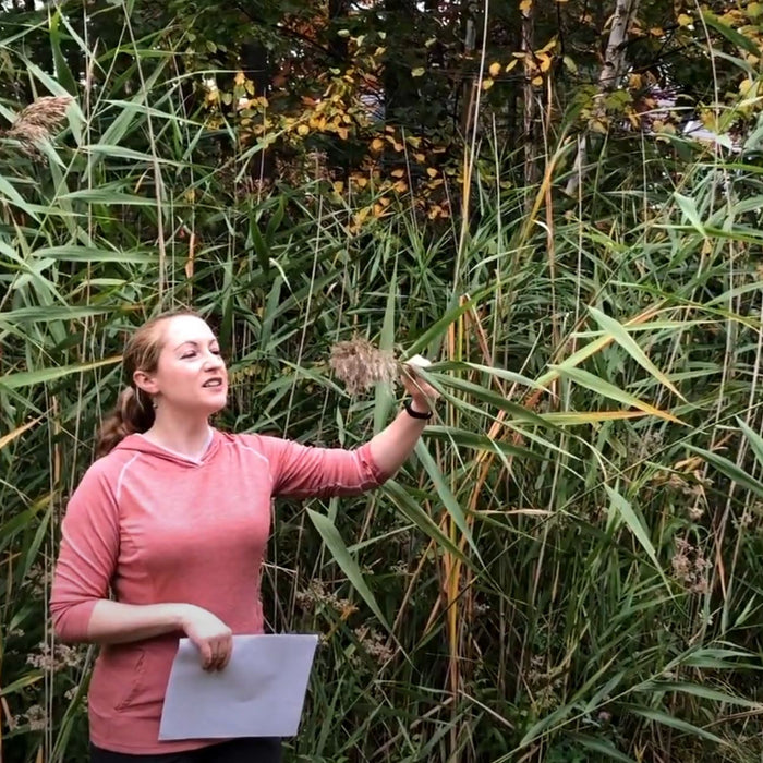 Invasive Phragmites Video