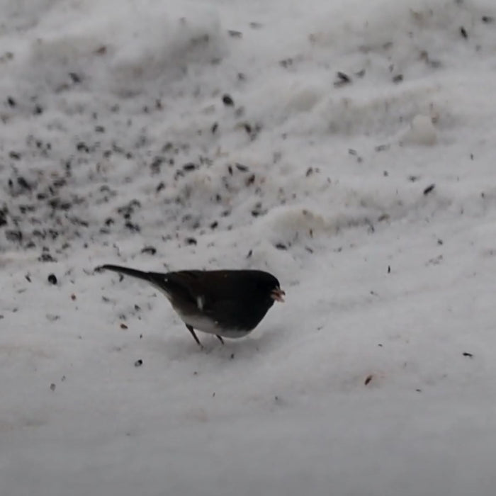 Dark-Eyed Junco