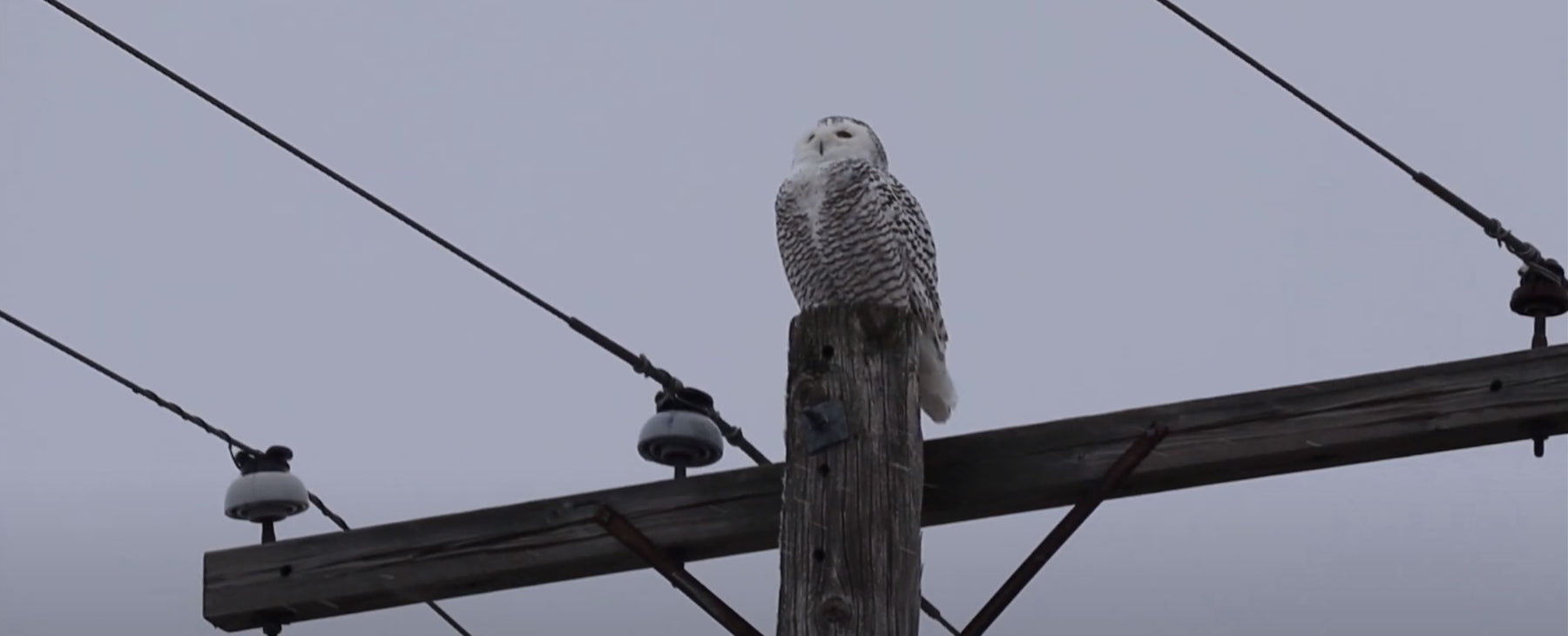 Winter Visitors - Snowy Owls