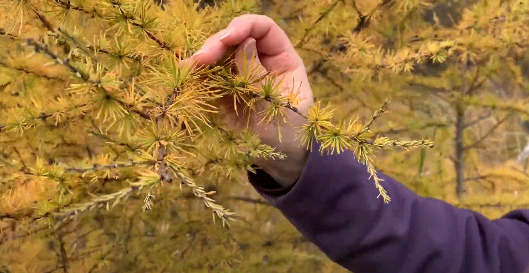 Tamarack Trees Video