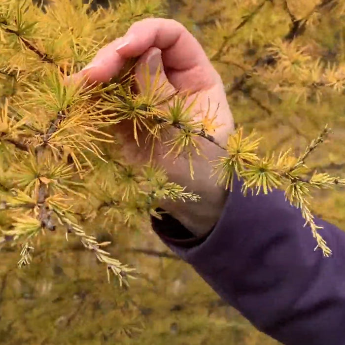 Tamarack Trees Video