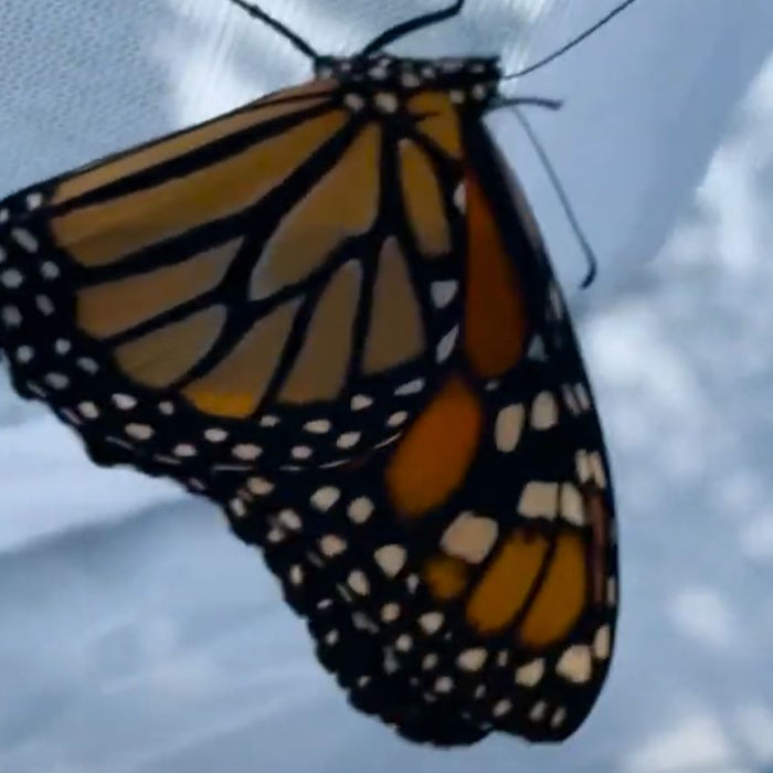 Monarch Chrysalis Development & Emergence