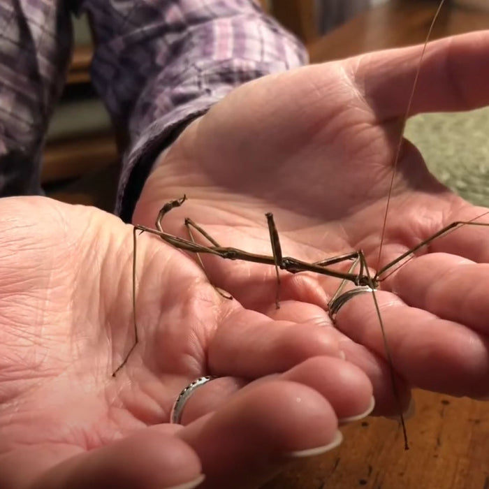 Northern Walkingstick Video