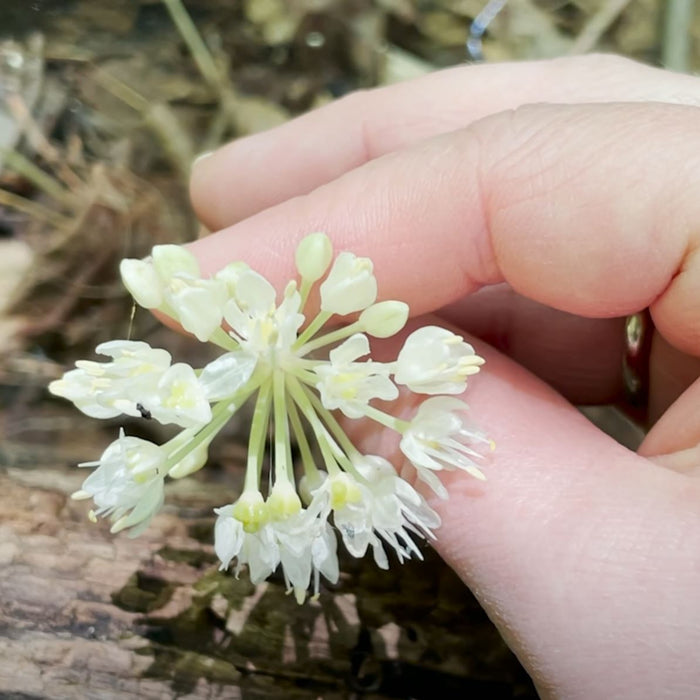 Wild Leek flower