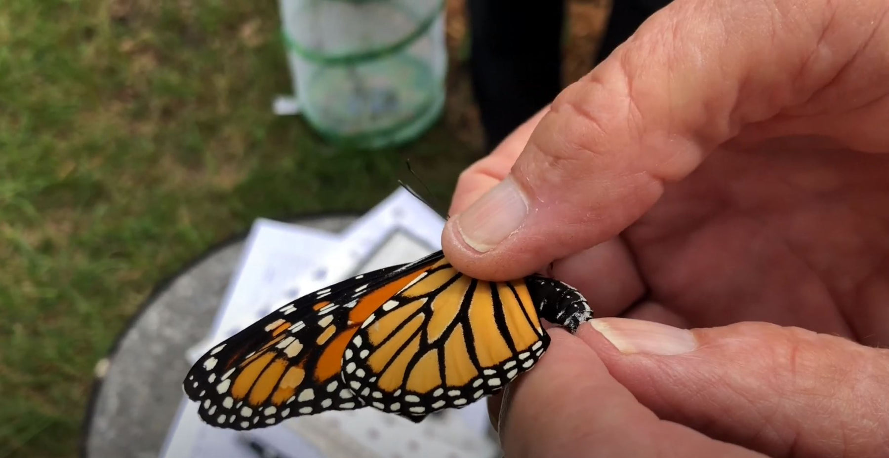 Monarch Migration and Tagging
