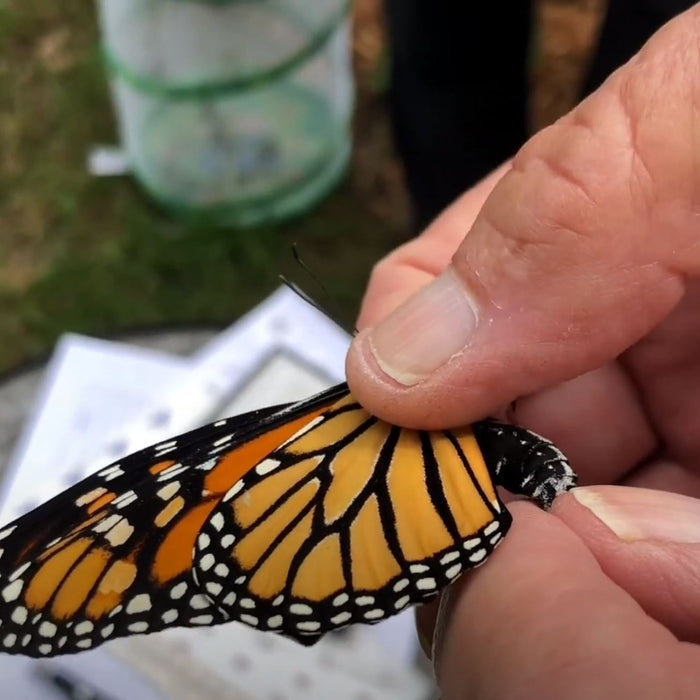 Monarch Migration and Tagging