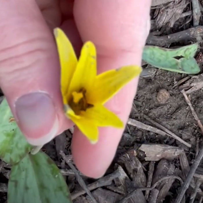 Yellow Trout Lily