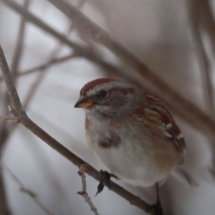 American Tree Sparrow