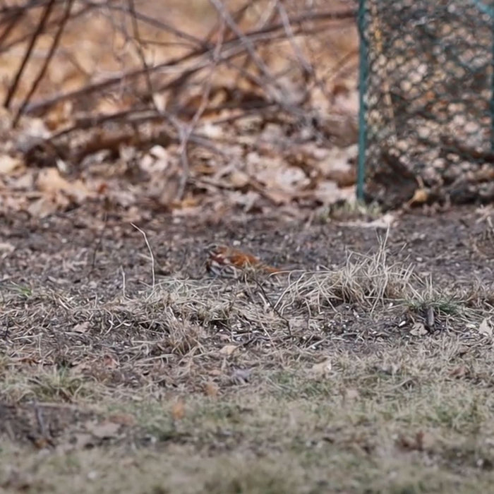 Fox Sparrow