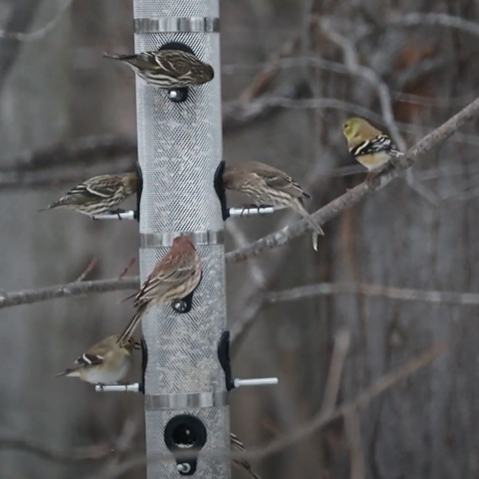 Pine Siskin