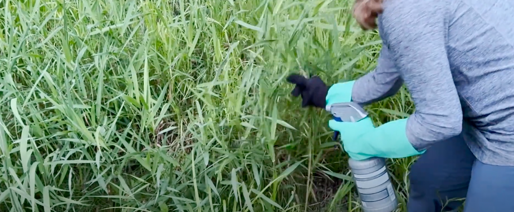 Chemical Glove Herbicide Technique Video