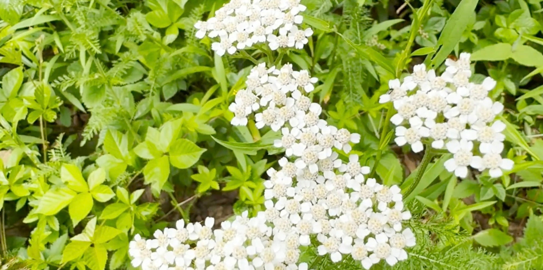 Mondays with Martha #271 - Common Yarrow Video