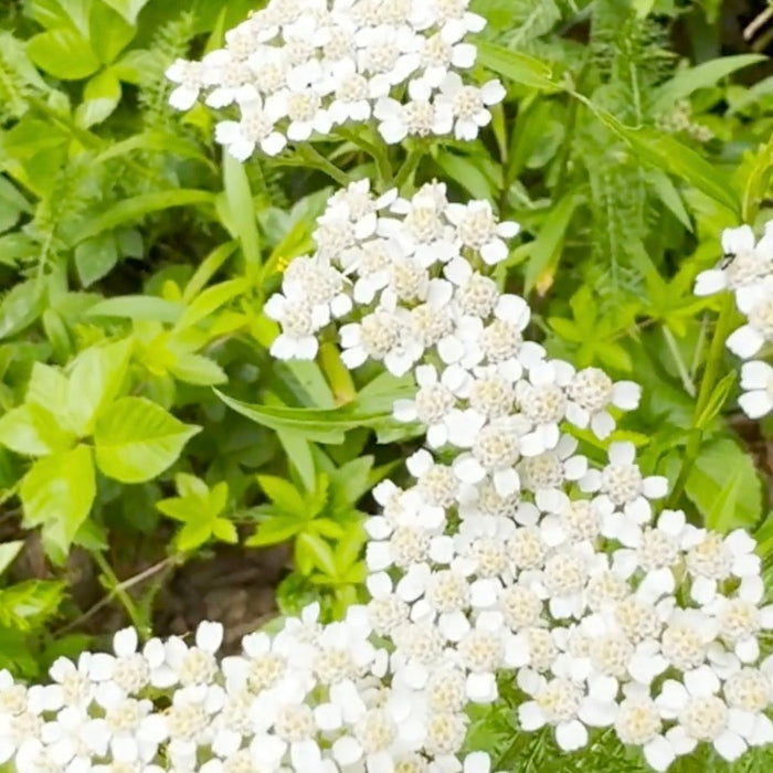 Mondays with Martha #271 - Common Yarrow Video