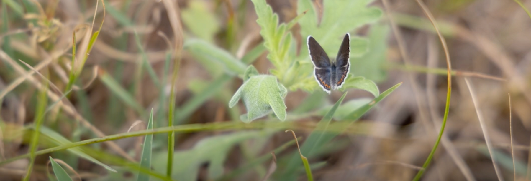 Conserving Karner Blue Butterfly: Plant the Right Lupine! Video